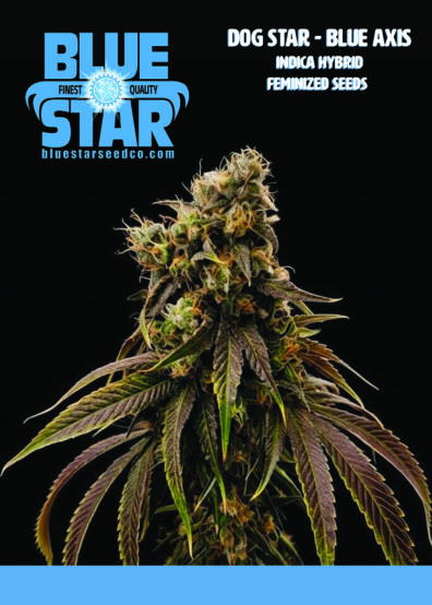 Dog Star x Blue Axis 5