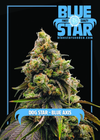 Dog Star x Blue Axis 6