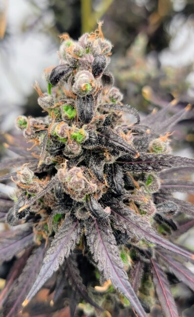 Frankie's Holy Haze 1