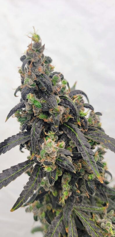 Frankie's Holy Haze 2