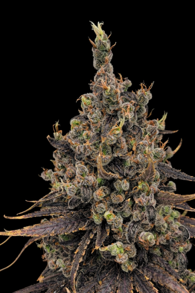 Frankie's Holy Haze 3