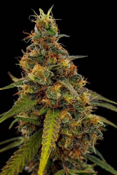 Frankie's Holy Haze 4