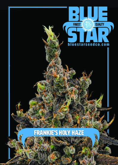 Frankie's Holy Haze 6