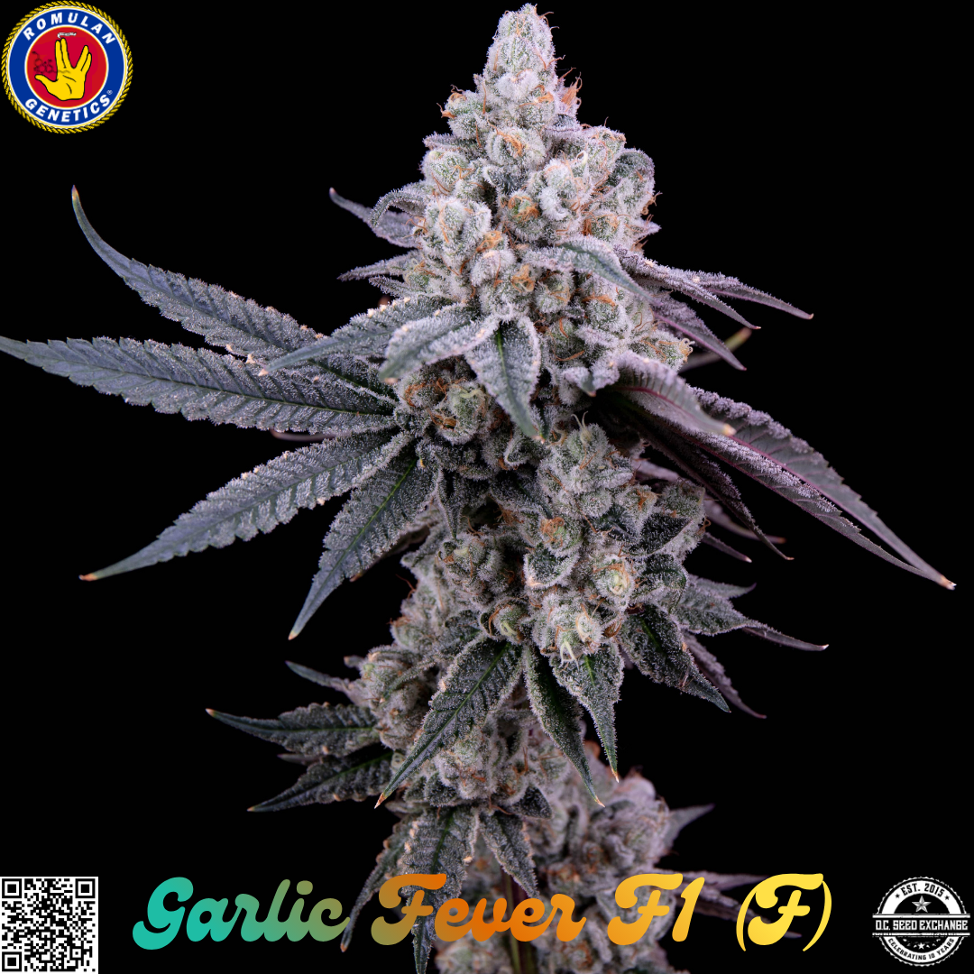 Garlic Fever IG