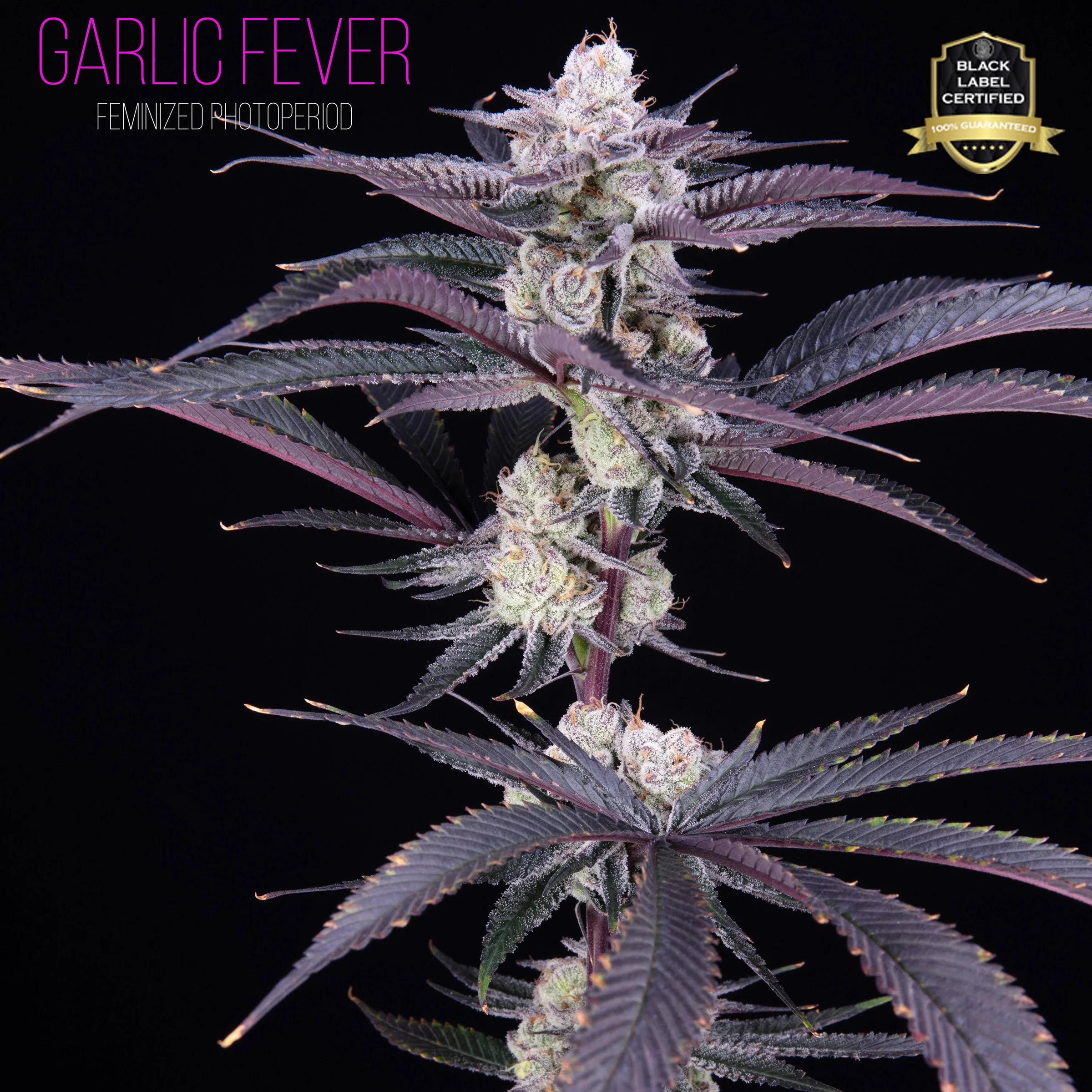 Garlic Fever F1 (Garlic Cocktail x Romulan) 6 Feminized Seeds - Image 2