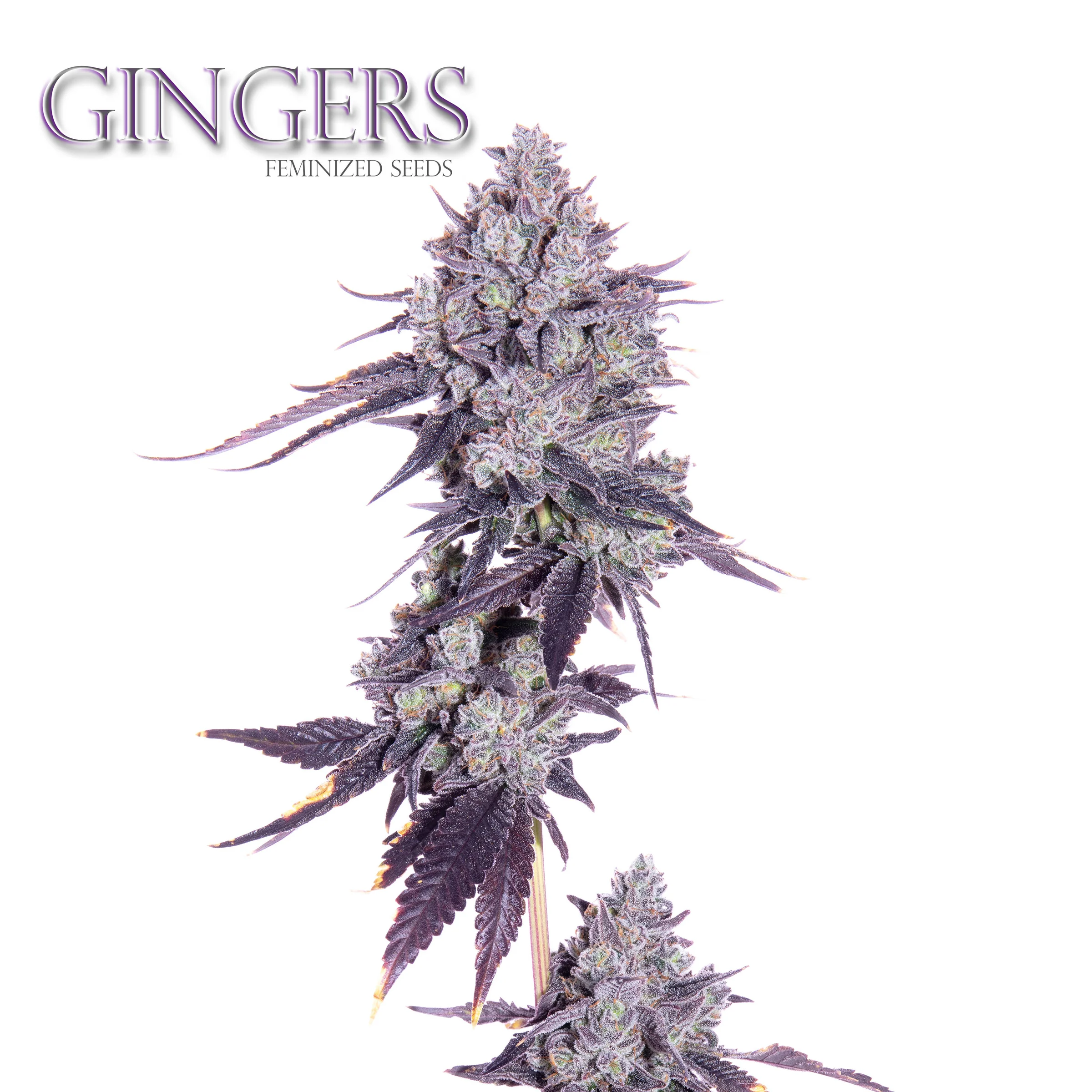 Gingers F1 (Red Hots x Romulan) 6 Feminized Seeds