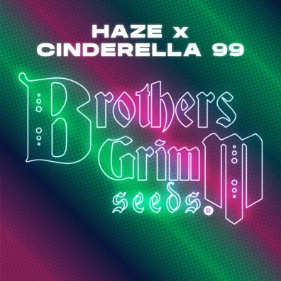 Haze x Cinderella 99