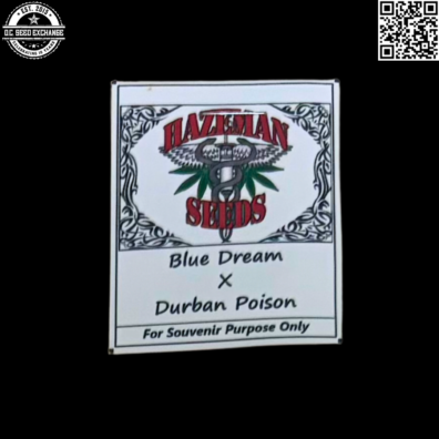 Hazeman Seeds Blue Dream x Durban Poison Front IG