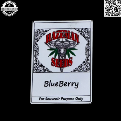 Hazeman Seeds BlueBerry Front IG