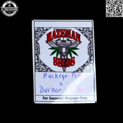 Hazeman Seeds Buckeye Purple x Durban Poison Front3 IG