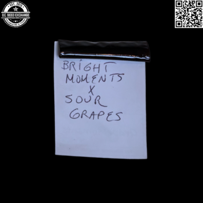 Hazeman Seeds Grape Moments Back IG
