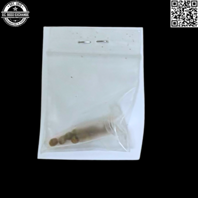 Hazeman Seeds Nevilles A G 13 x Headband Back IG