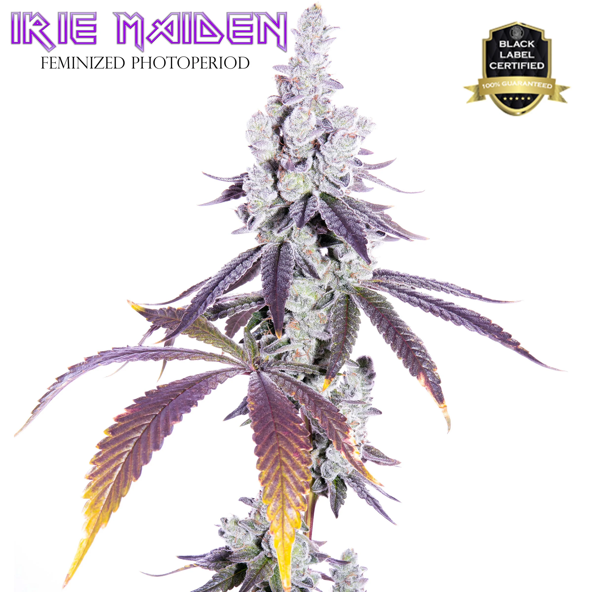 Irie Maiden F1 ([Gorilla Butter x Red Hots] x Romulan) 6 Feminized Seeds