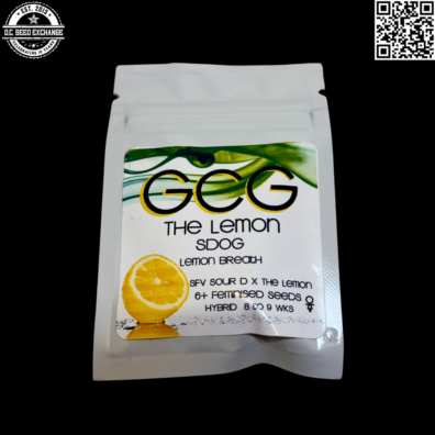 Lemon SDOG Front IG