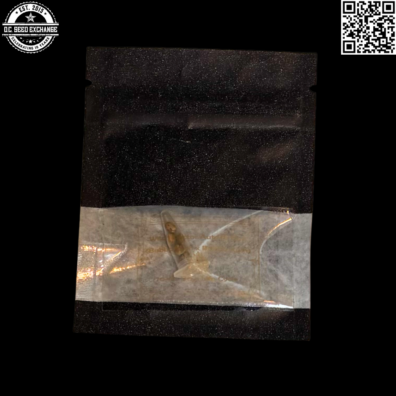 Magic Strains Witch Doctor Front IG