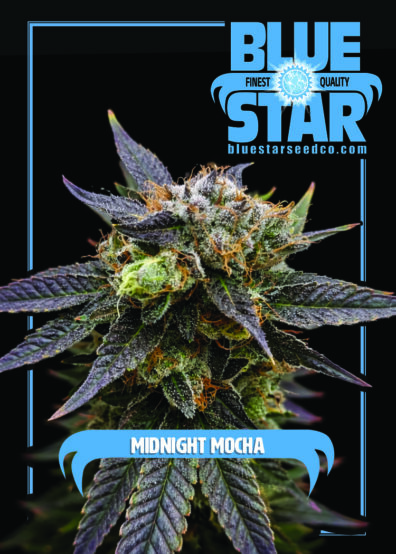 Midnight Mocha 6