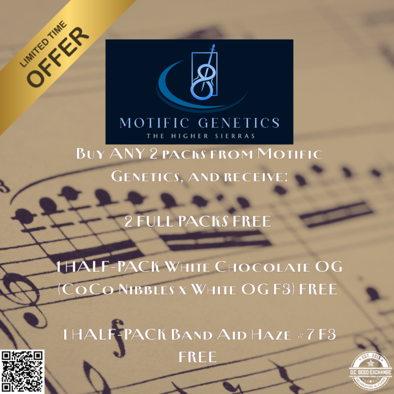 Motific Promo IG v3