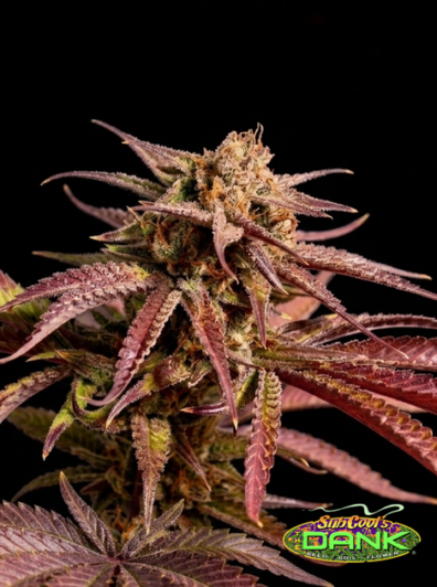 Pennywise2 thumbnail