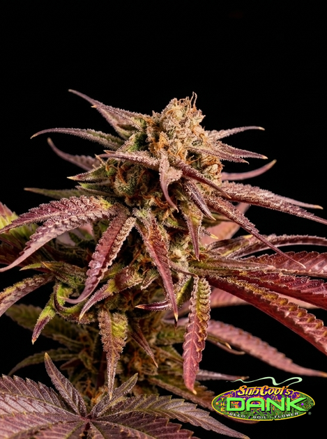 Pennywise F2 (Harlequin x Jack the Ripper) 5 Regular Seeds