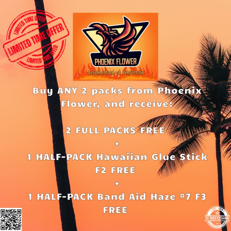 Phoenix Flower Promo IG v2