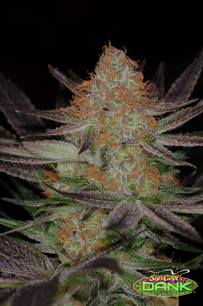 Qrazytrain F2 (Qrazytrain x Qrazytrain) 5 Regular Seeds
