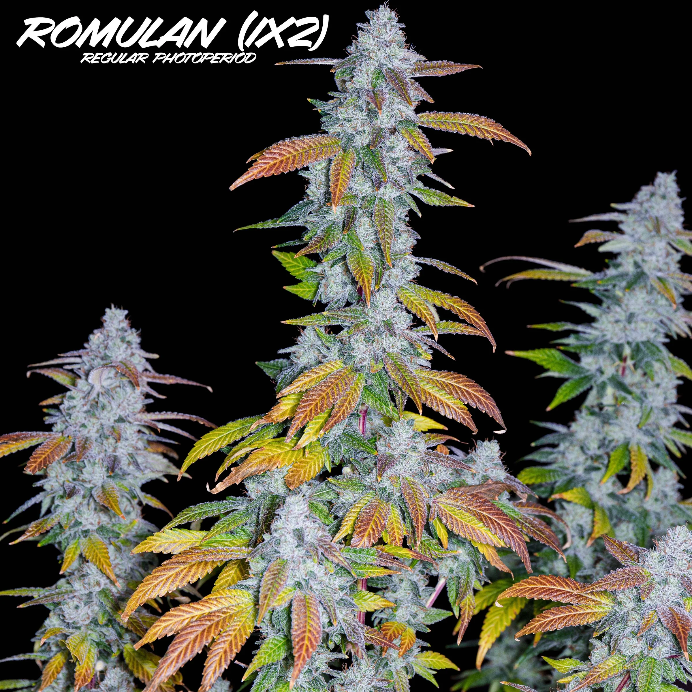Romulan IX2 (Romulan (F1 Clone) x Romulan (IX1)) 12 Regular Seeds