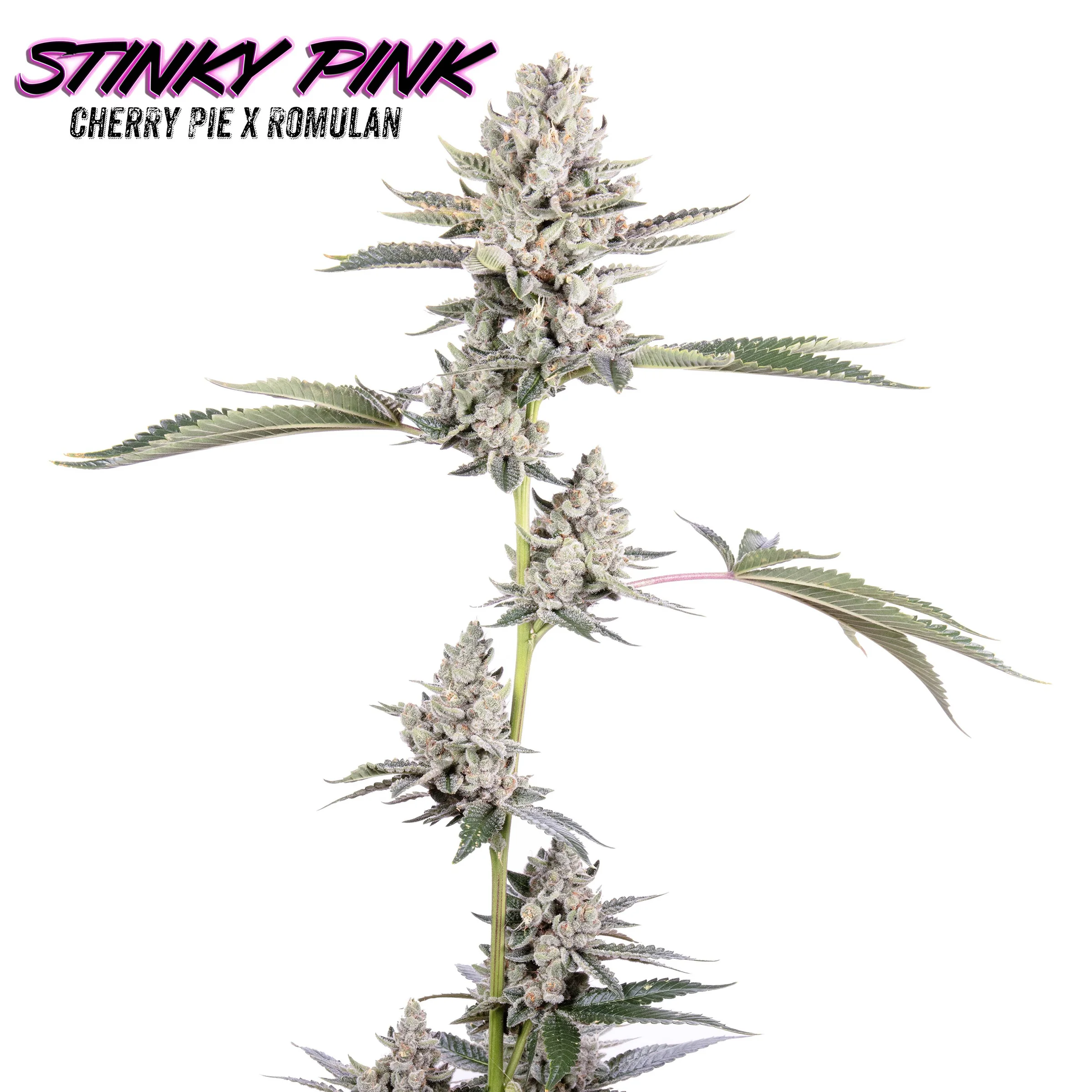 Stinky Pink F1 (Cherry Pie x Romulan) 6 Feminized Seeds