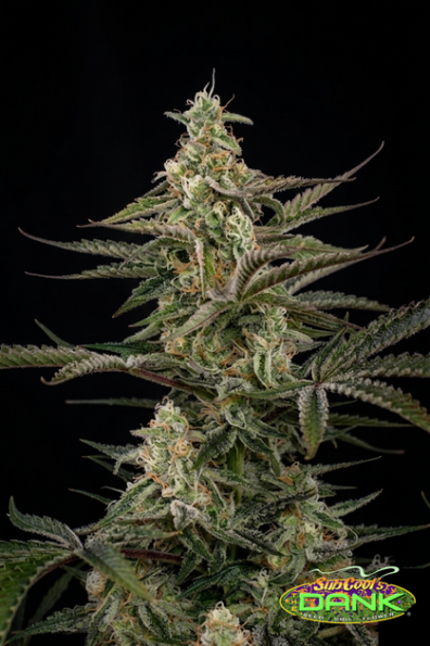 ThirdDimension2 thumbnail