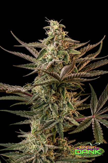 Third Dimension F1 (Apollo 13 × Jack the Ripper × Space Queen) 5 Regular Seeds