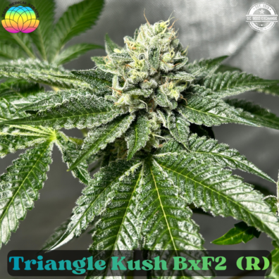 Triangle Kush BxF2 IG v2