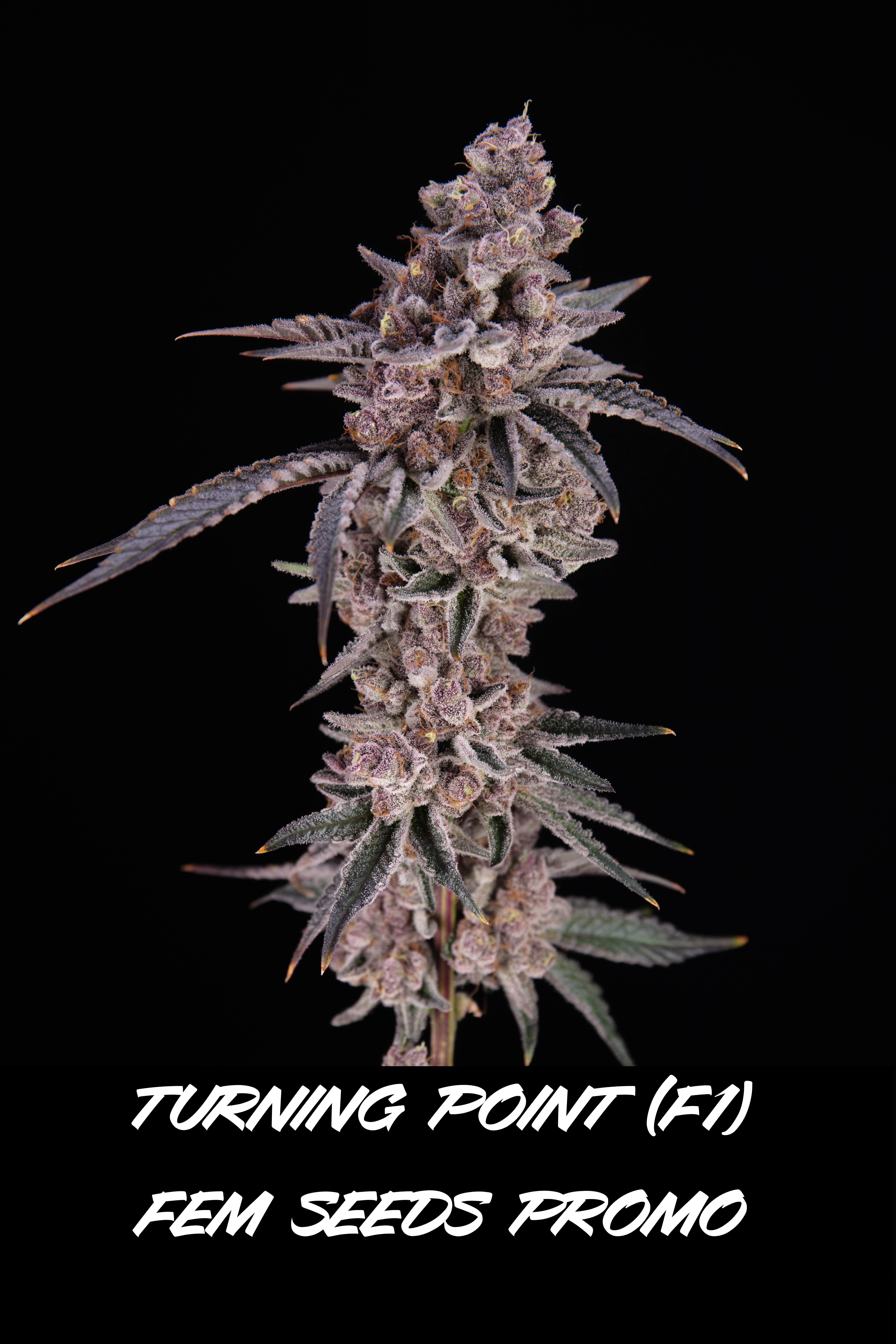 Turning Point 1