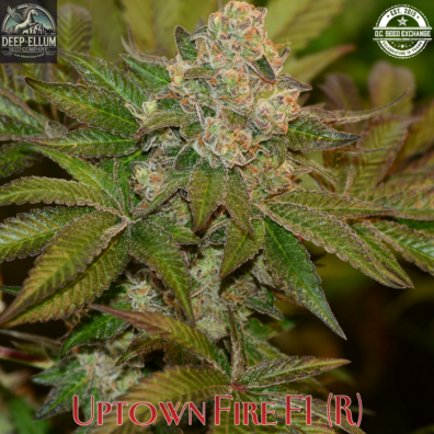 Uptown Fire IG