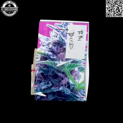 Vashon Seeds Eki Bird Front5 IG