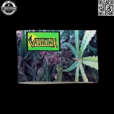 Vashon Seeds Ripped Early Bird Back 2 IG