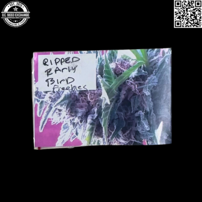 Vashon Seeds Ripped Early Bird Front IG