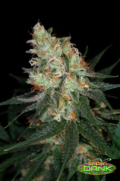 Vortex F2 (Apollo 13 x Space Queen) 5 Regular Seeds