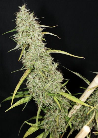 thailandracehangkarong4