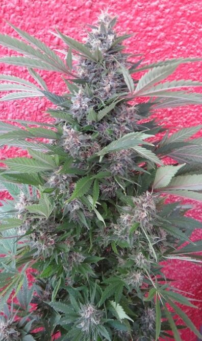 Bubba Kush x PCK Seeds by Ace Seeds 1