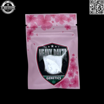 Heavy Duty Genetics Octavian Hoodoo x RMQ Front IG