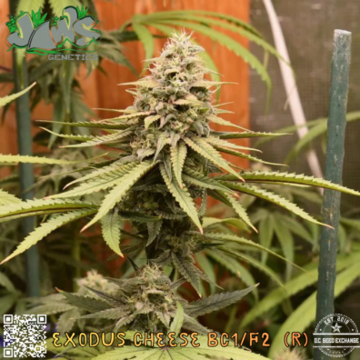Jaws Exodus Cheese BC1 F2 IG