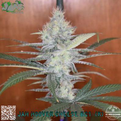 Jaws Jah Hoover Cheese bc1 IG