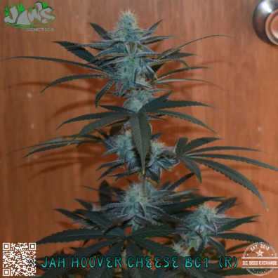 Jaws Jah Hoover Cheese bc1 IG v2