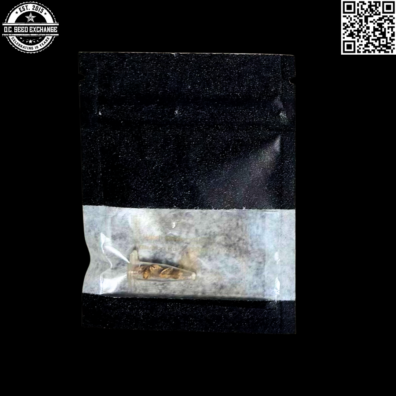 Magic Strains Witch Doctor Front3 IG