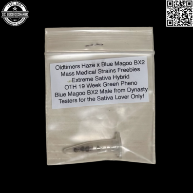 Mass Medical Strains Oldtimers Haze x Blue Magoo BX2 Front IG