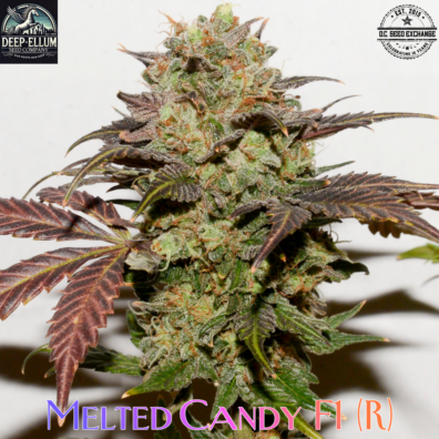 Melted Candy IG