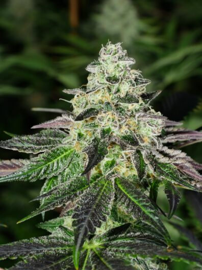 PPB Nug