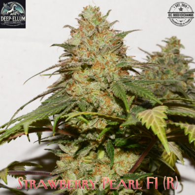 Strawberry Pearl IG