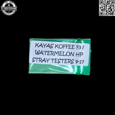 Strayfox Kays Koffee F3 x Watermelon Hashplant Front IG