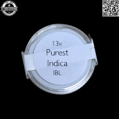 Authenic Genetics Purest Indica IBL Front IG