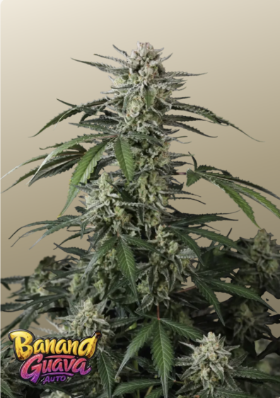 Banana Guava Auto IG